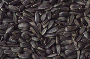 Black Sunflower seed