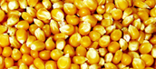 Small-maize1