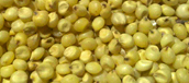 yellow-sorghum